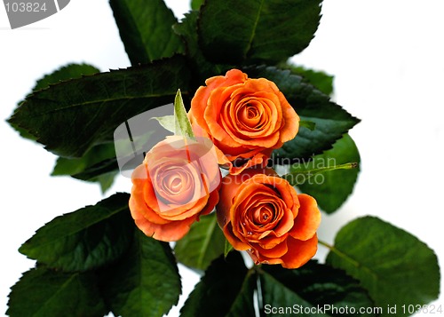 Image of Roses 2