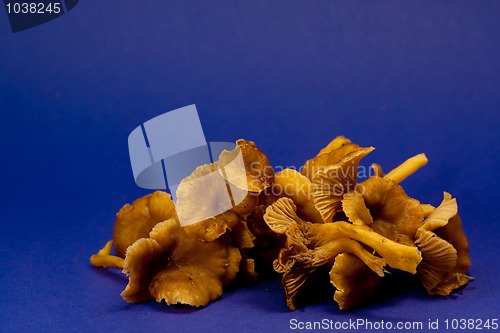 Image of chanterelles