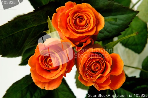 Image of Roses 2a