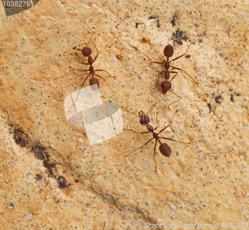 Image of Group of ants