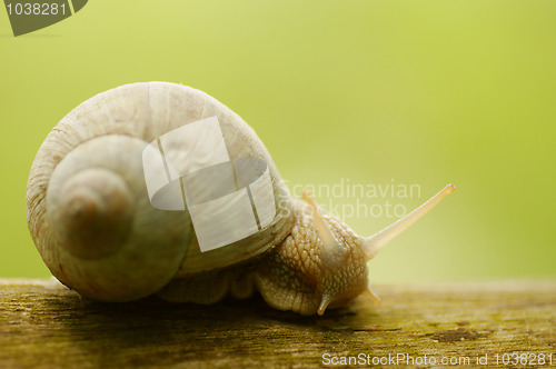 Image of Snail