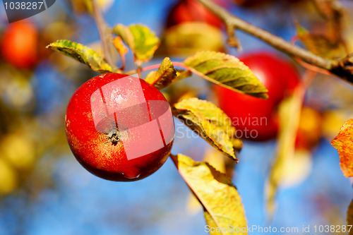 Image of Red apples