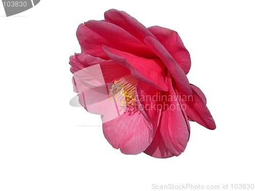 Image of Camellia-clipping path