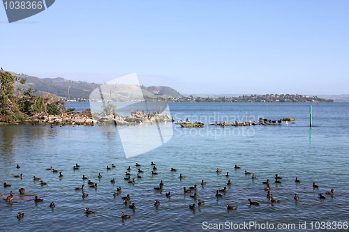 Image of Scaup