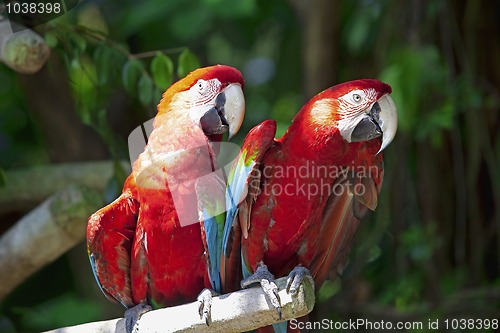 Image of Parrots