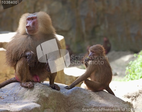 Image of Baboon