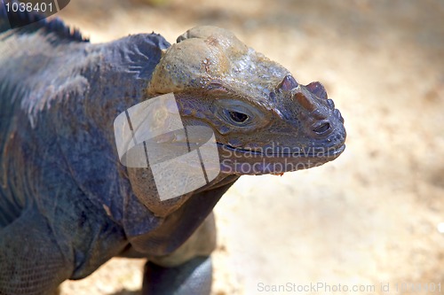Image of Rhino iguana