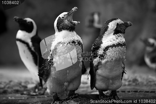 Image of Penguins