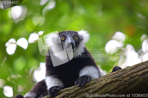 Image of Lemur