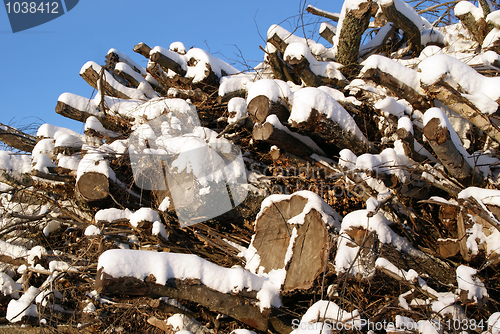 Image of Fuelwood against Blue Sky in Winter
