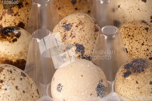 Image of Quail eggs