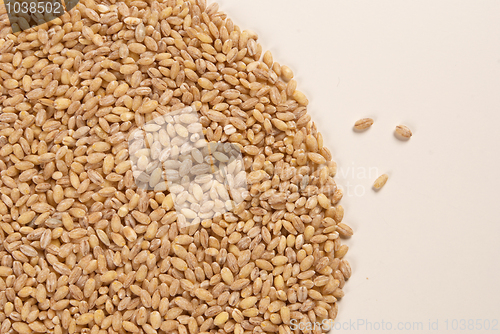 Image of Barley