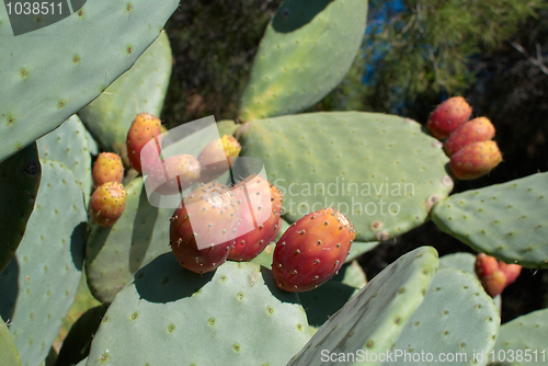 Image of Prickly pears
