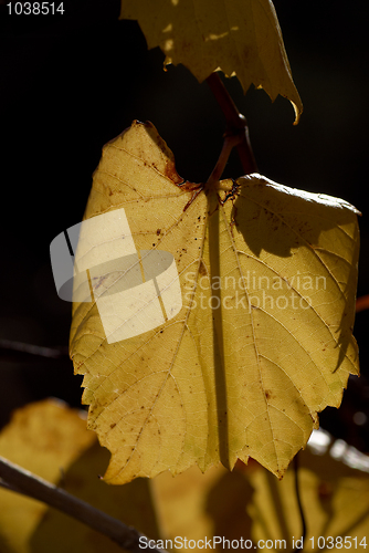 Image of Autumn colors