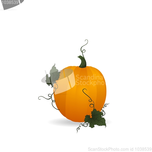 Image of Ripe orange pumpkin