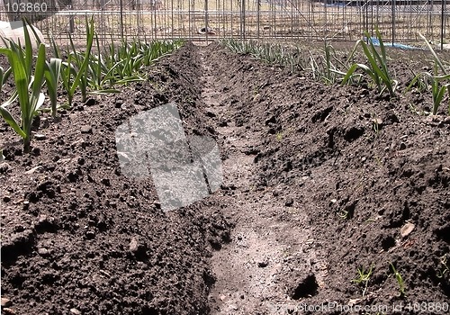 Image of Vegetables garden-close-up