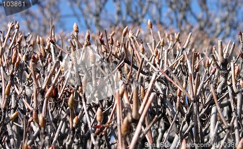 Image of Abstract crowded new life