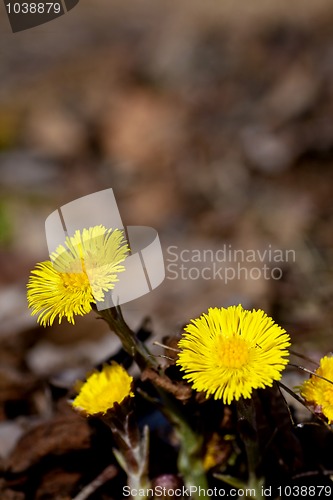 Image of tussilago farfare