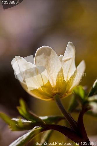 Image of wood anemone
