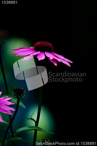 Image of Purple flower