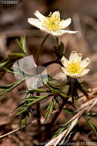 Image of wood anemone