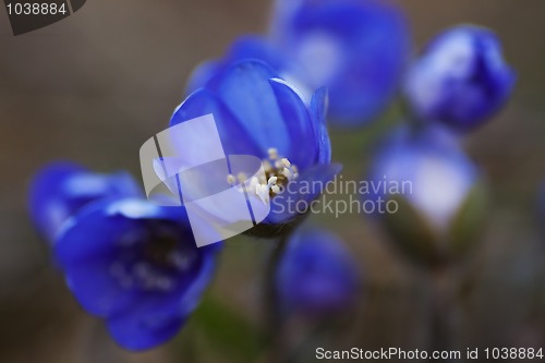 Image of Blue anemones