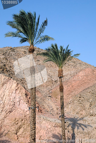 Image of Palm Trees and Mountains