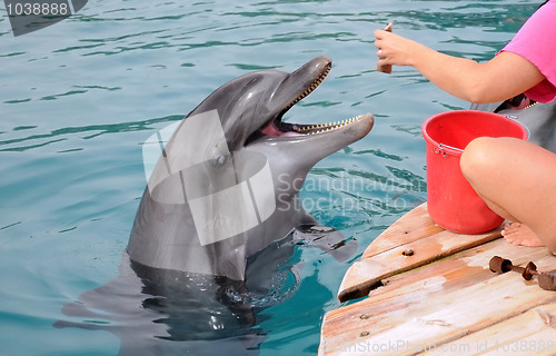 Image of Feeding Dolphins