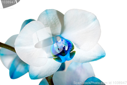 Image of Dark blue orchid