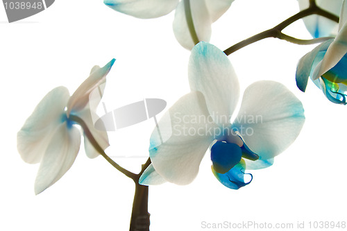 Image of Dark blue orchid