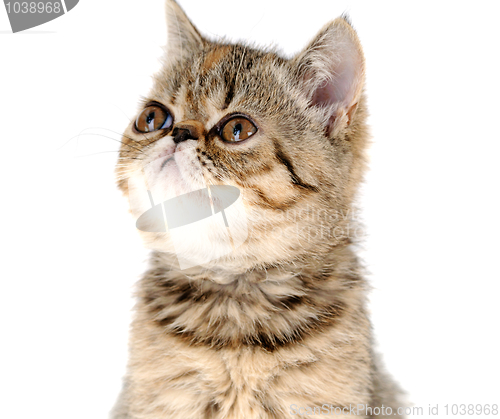 Image of kitten