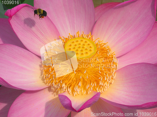 Image of Lotus Flower