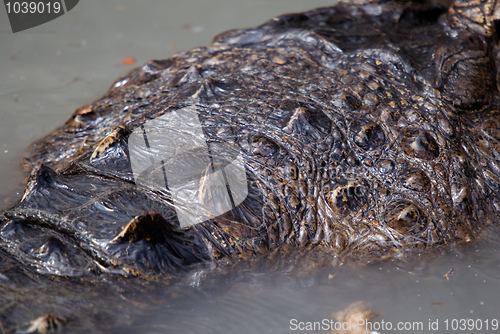 Image of Crocodile skin