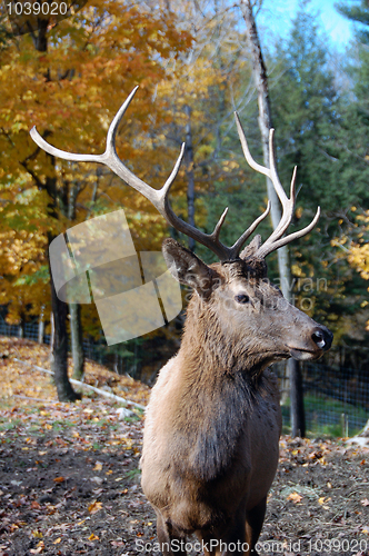 Image of Elk