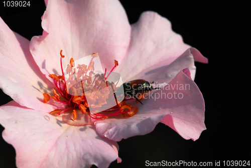 Image of Pink Flower