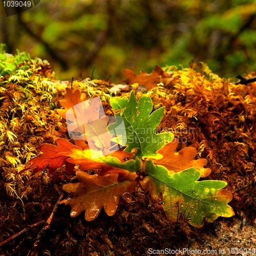 Image of Autumn colors