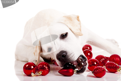 Image of Christmas Dog