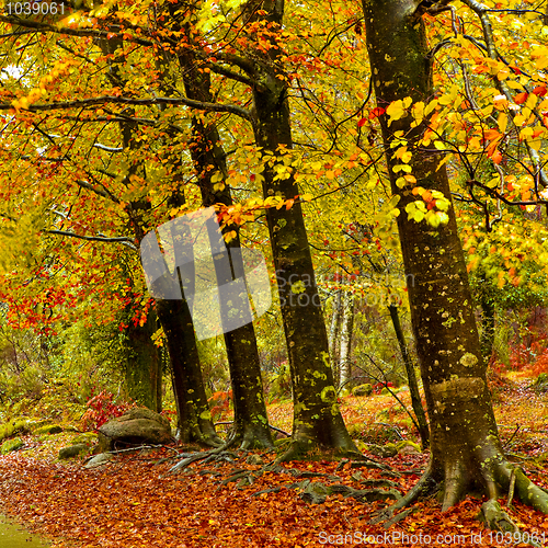 Image of Autumn trees