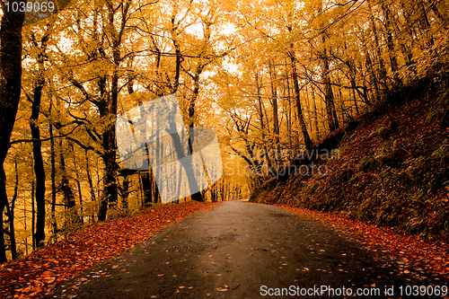 Image of Autumn landscape