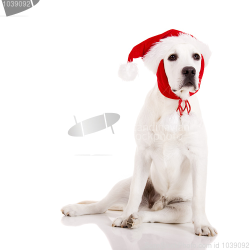 Image of Christmas Dog