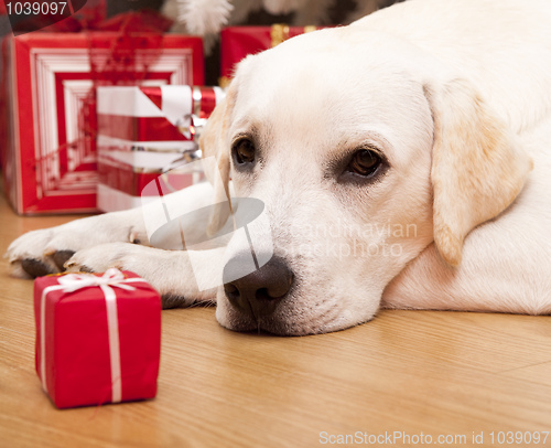 Image of Christmas Dog