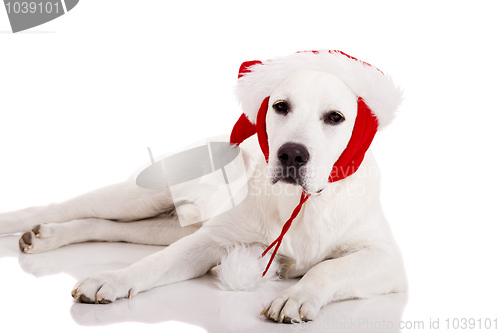 Image of Christmas Dog