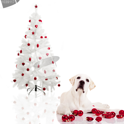 Image of Christmas Dog