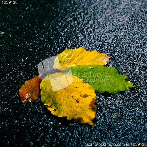 Image of Leafs on the road