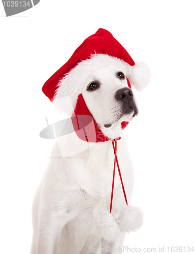 Image of Christmas Dog