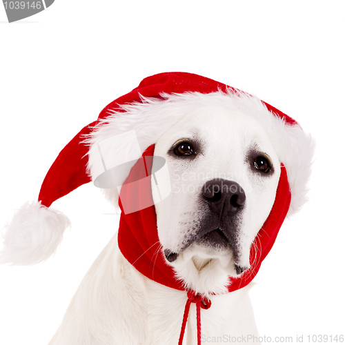 Image of Christmas Dog