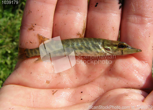 Image of Very-very Small pike