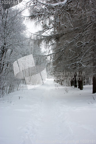 Image of trees