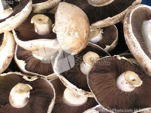 Image of Mushrooms