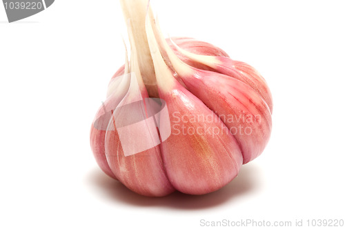 Image of Garlic.